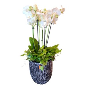Orchideeën op schaal