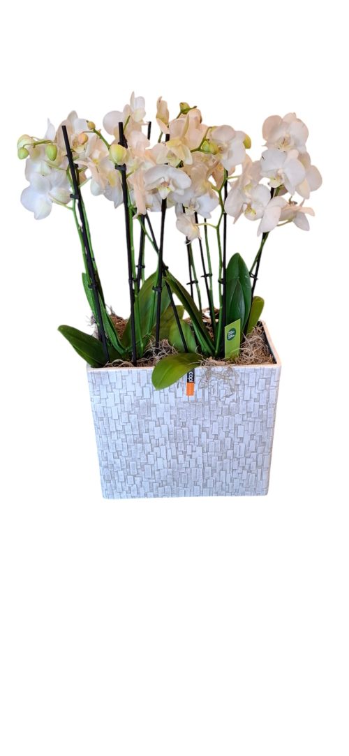 Orchideeën op schaal - Afbeelding 2