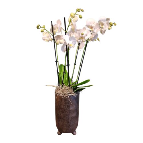 Orchideeën op schaal - Afbeelding 4