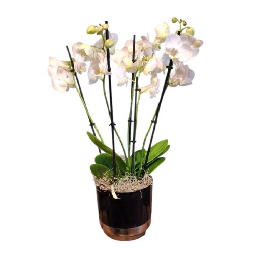Orchideeën op schaal - Afbeelding 3