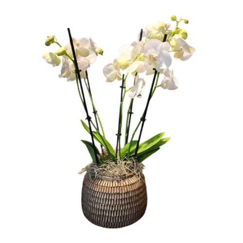 Orchideeën op schaal - Afbeelding 2