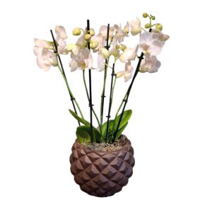 Orchideeën op schaal