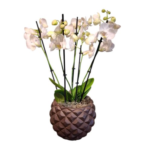 Orchideeën op schaal