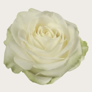 Losse roos (wit)
