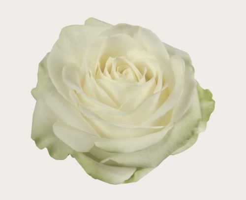 Losse roos (wit)